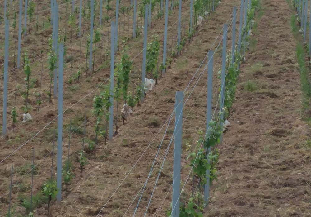 Jeune vigne