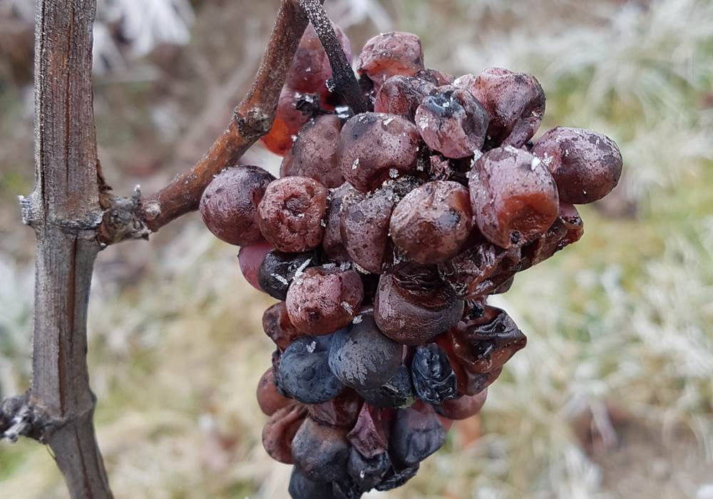 Raisin Botrytis