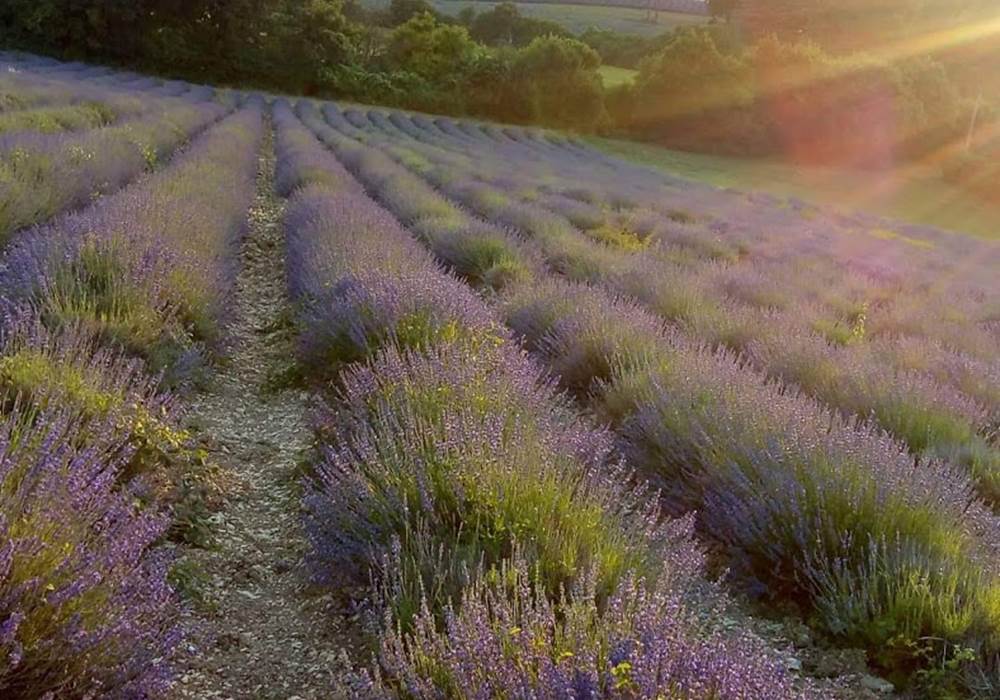 Les champs de lavande