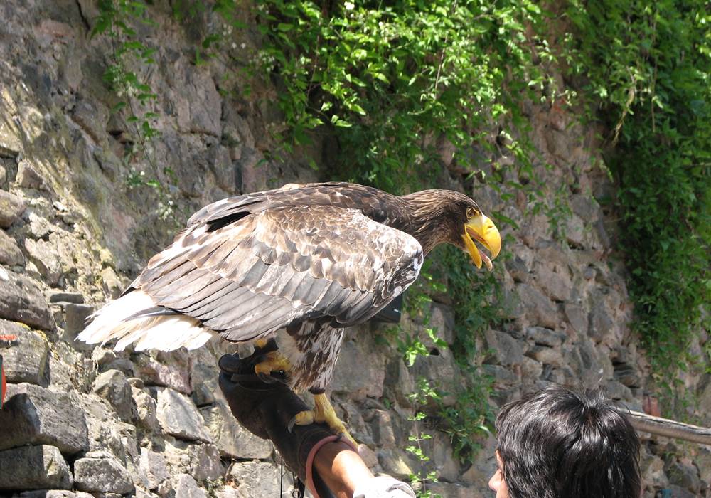 Volerie des aigles