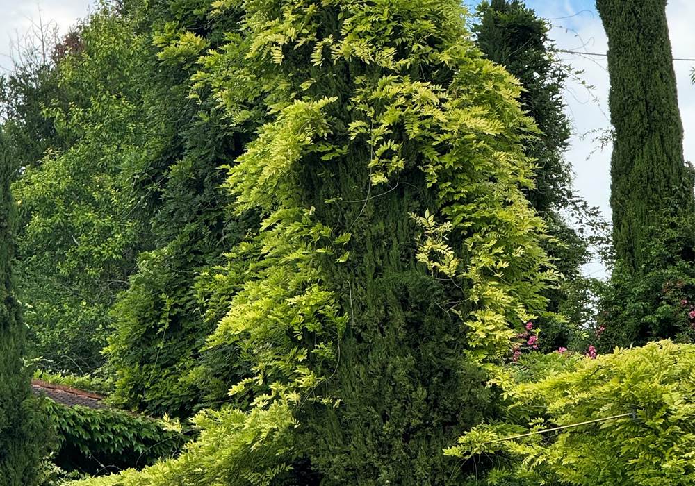 la glycine prend ses aises