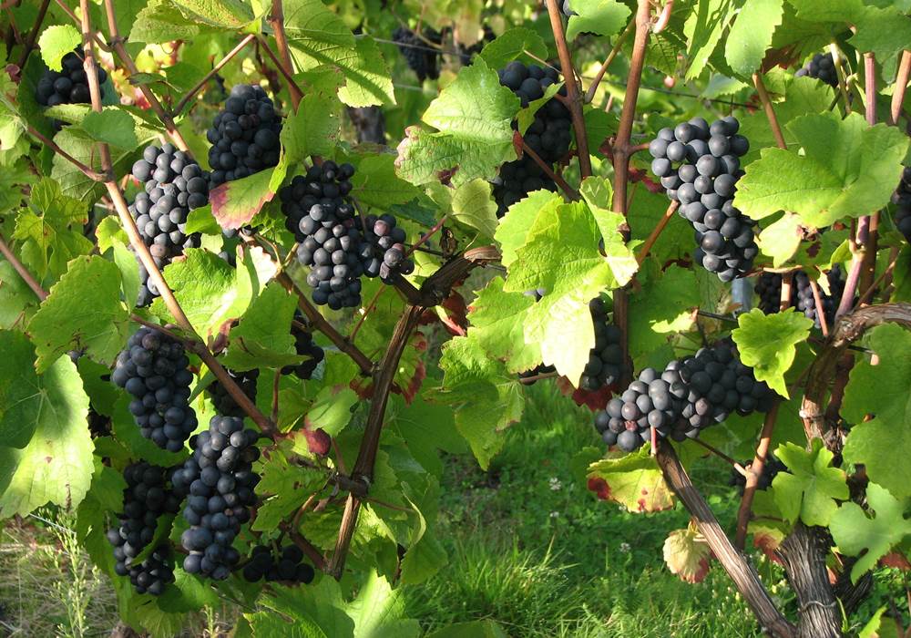 Raisin Pinot noir