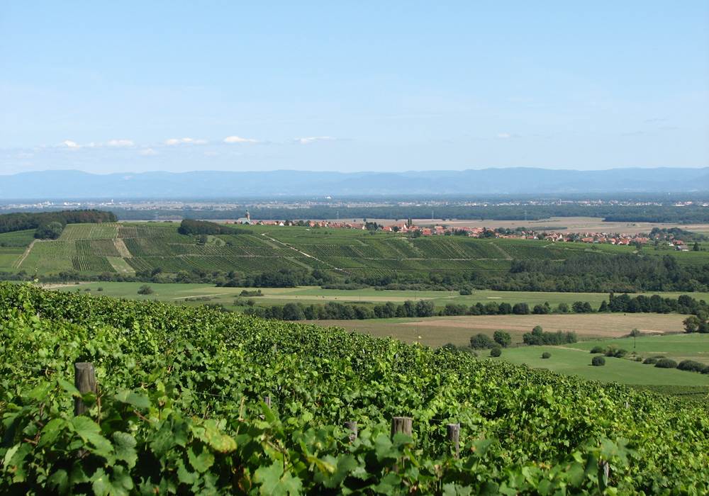 Epfig Fronholz