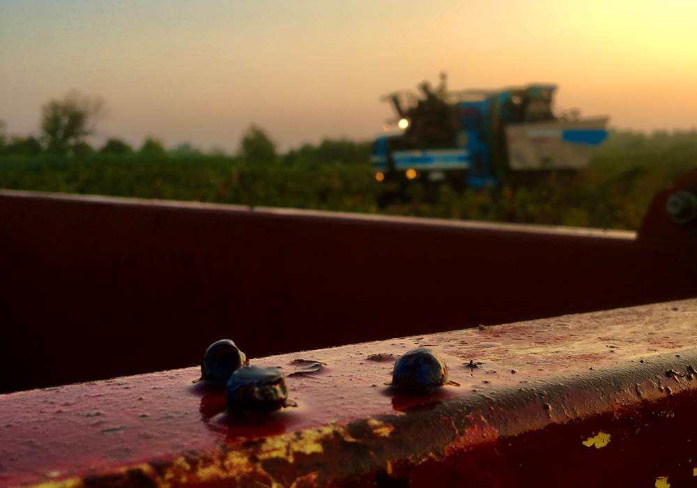 un matin de vendange