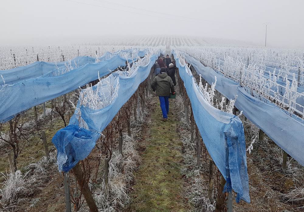 Vendanges tardives