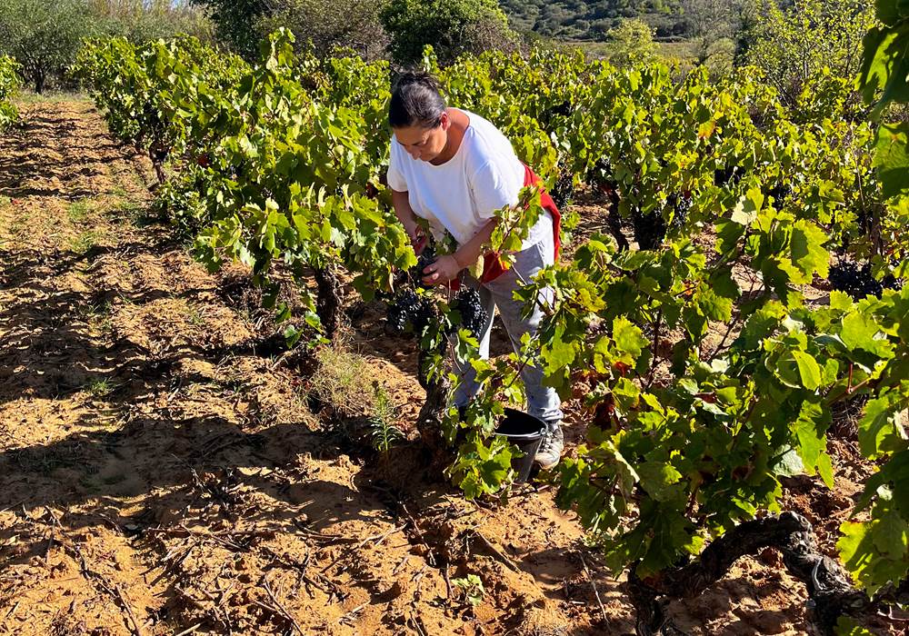 vendanges manuelles de l'un de nos carignans