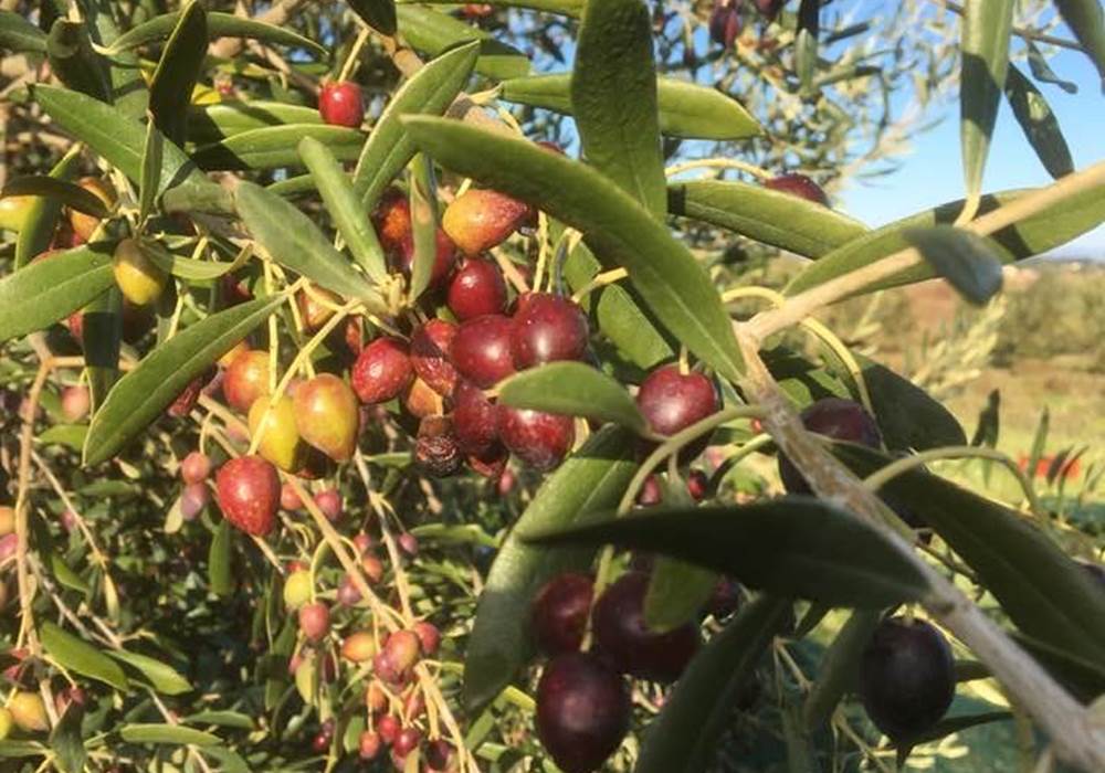 cueillette d'olives