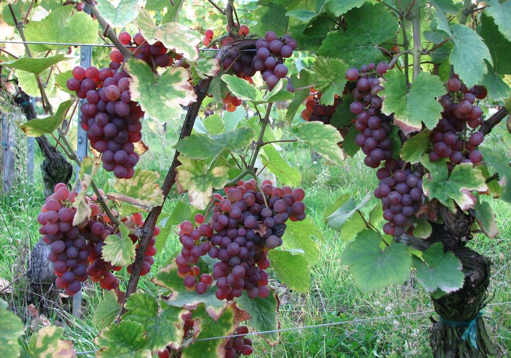 Raisin Gewurztraminer