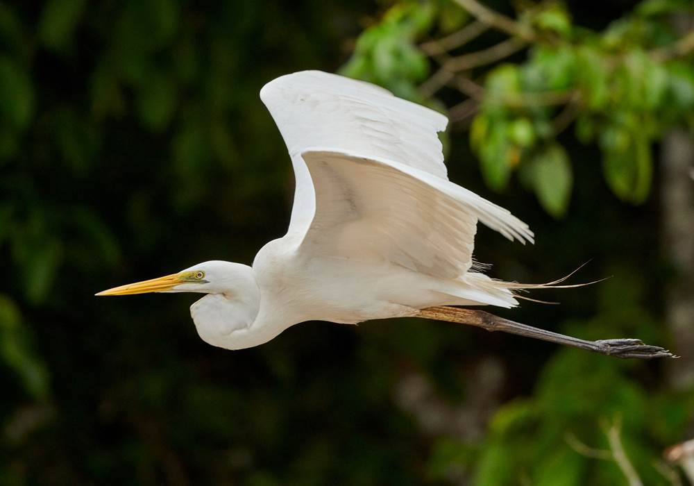Aigrette sur le Tarn