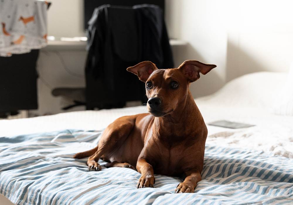 pexels-pincalo-20350338