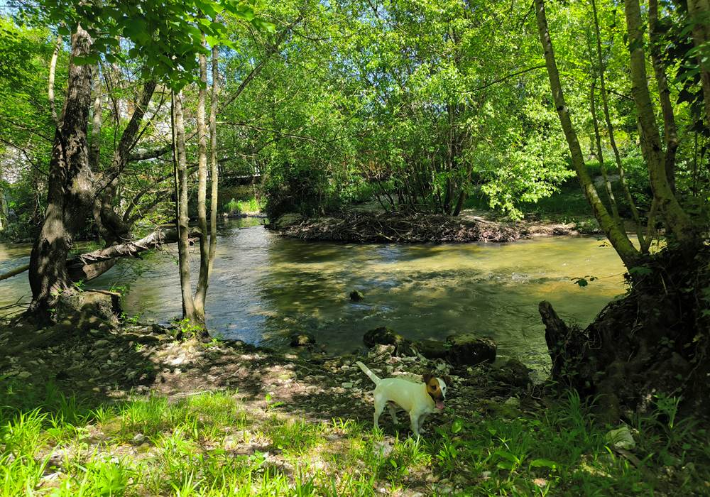 au-bouchon-17-accès-rivière-depuis-le-jardin