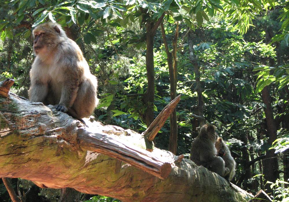 Montagne des singes
