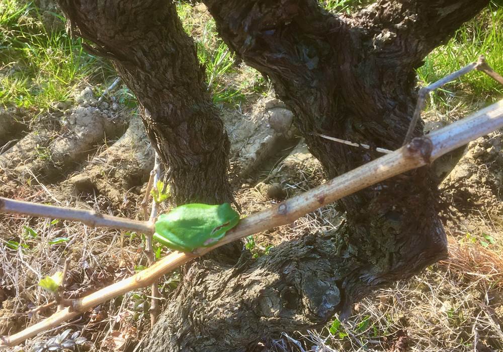 Une reinette au pied d'un vieux Carignan