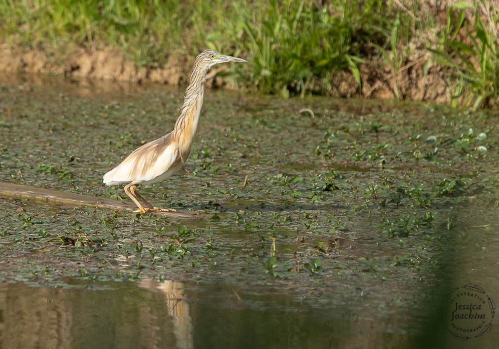 Héron Crabier Chevelu, visible sur les herbiers de Villebourbon en été