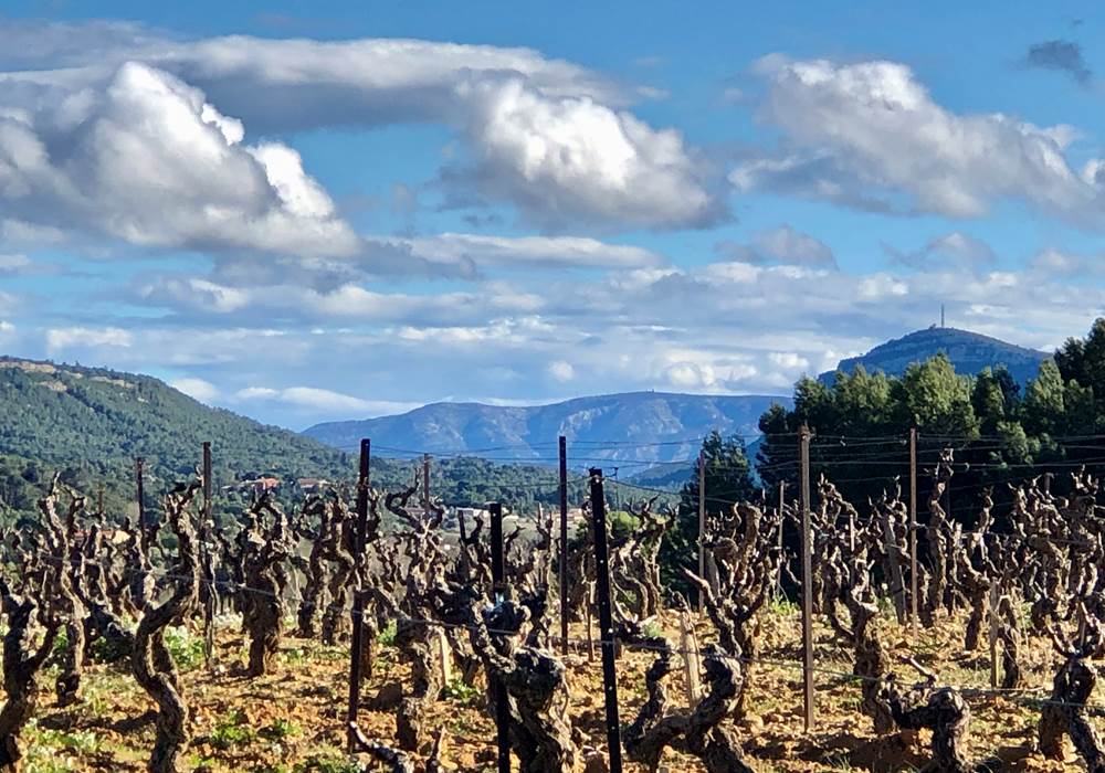 vignes en hiver
