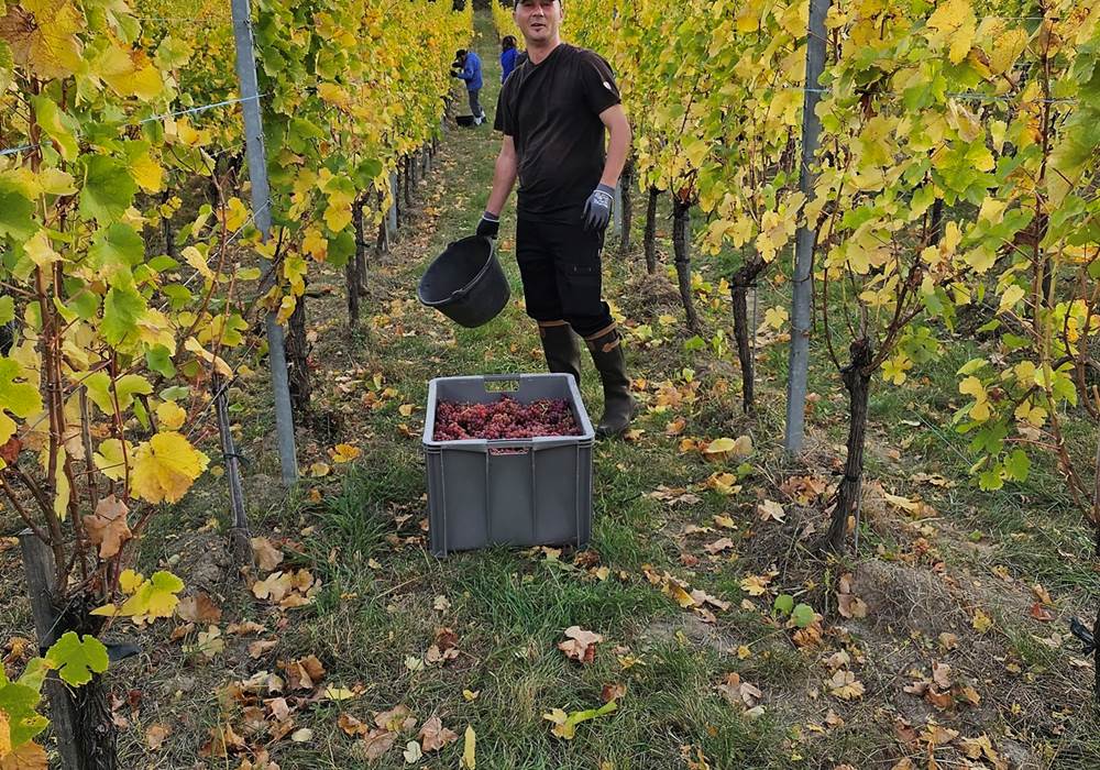 Vendanges