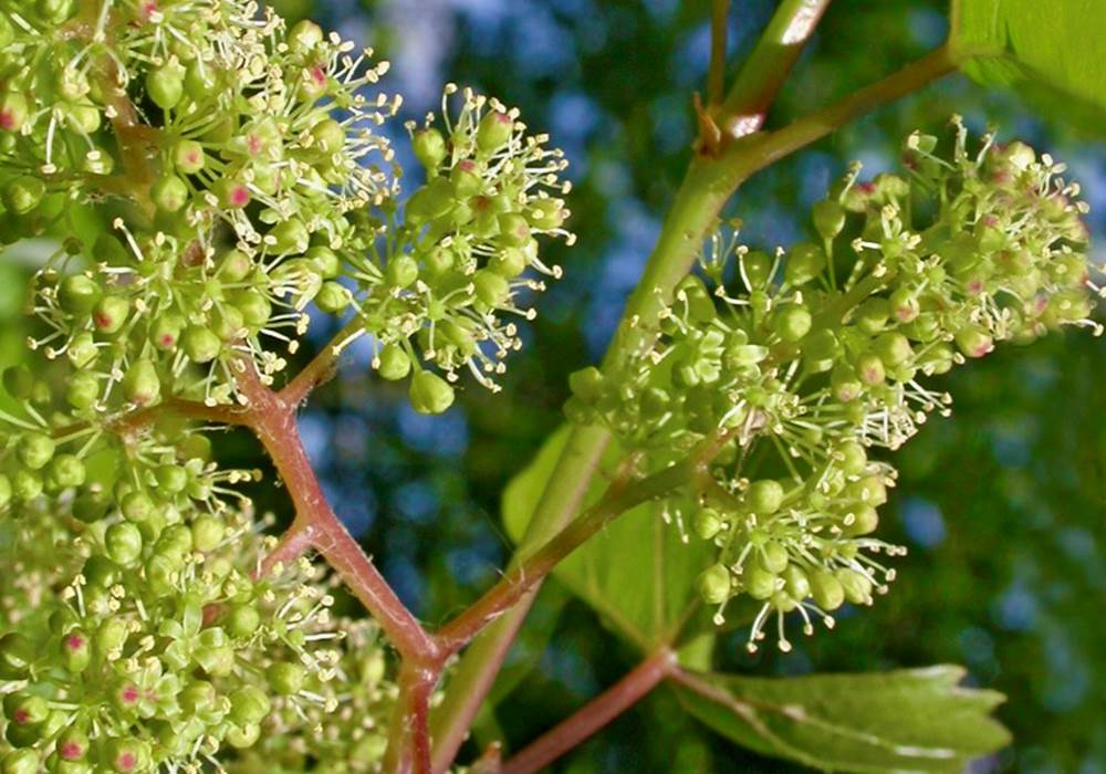 fleur de la vigne