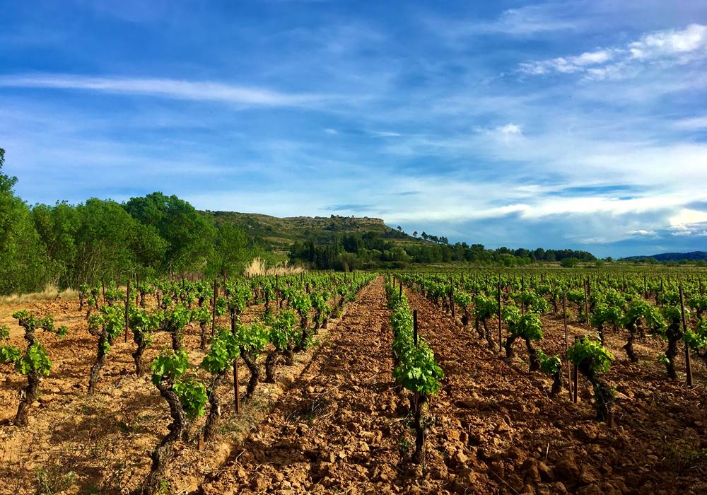 l'un de nos vieux Carignan