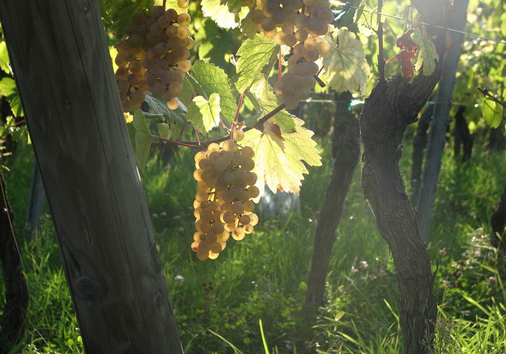 Raisin Riesling