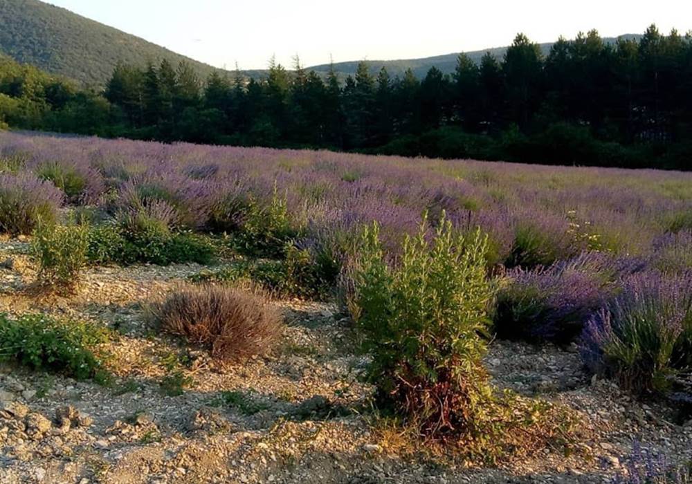 champ de lavande