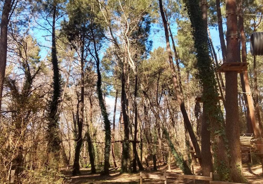 les pins à Mormoiron