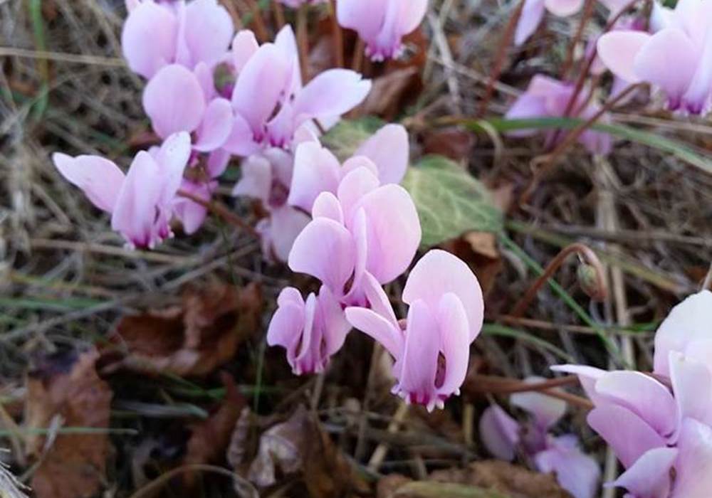 Fleurs de cyclamen