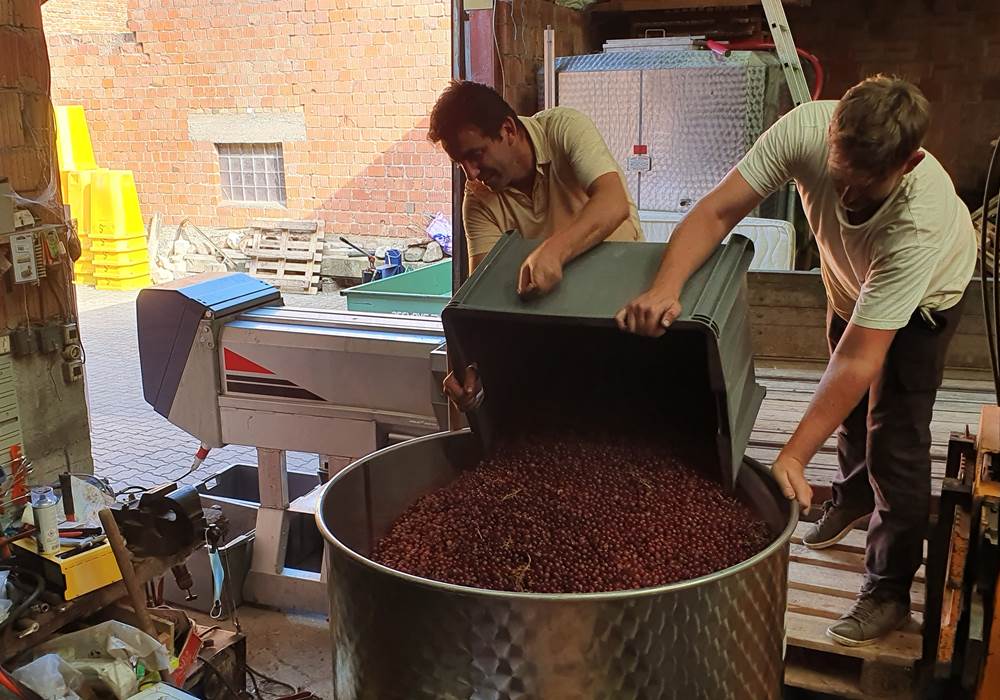 Maceration Pinot gris orange
