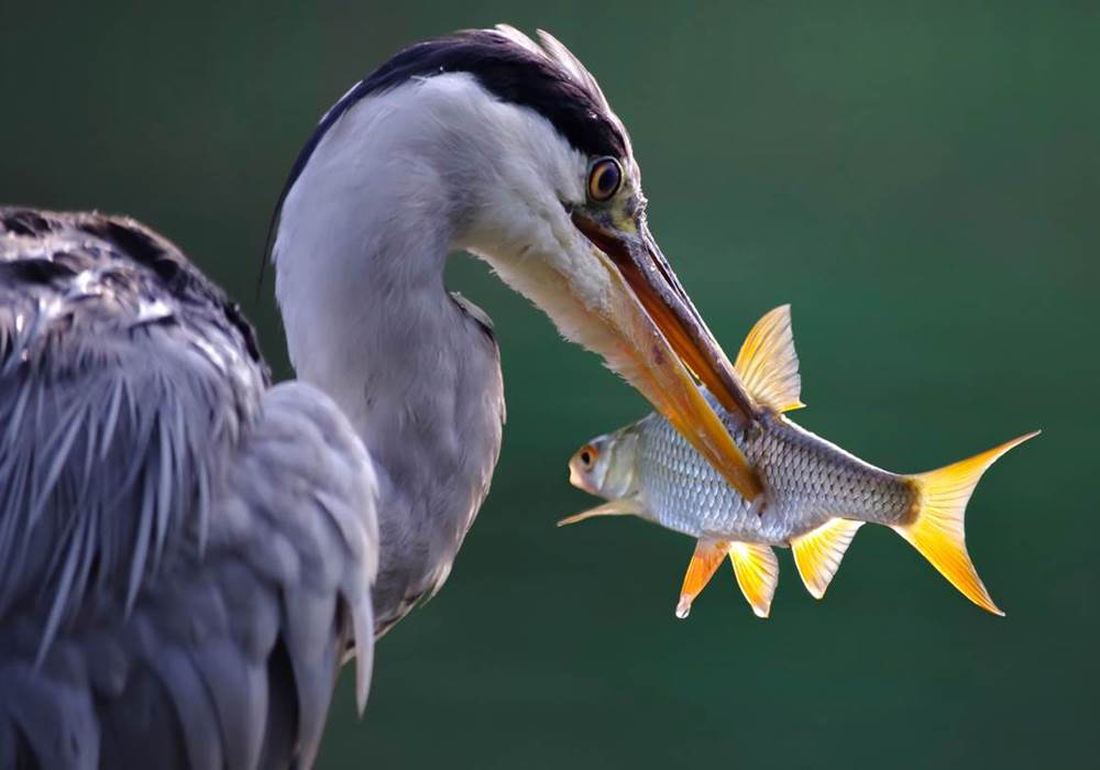 heron-4353038_1920