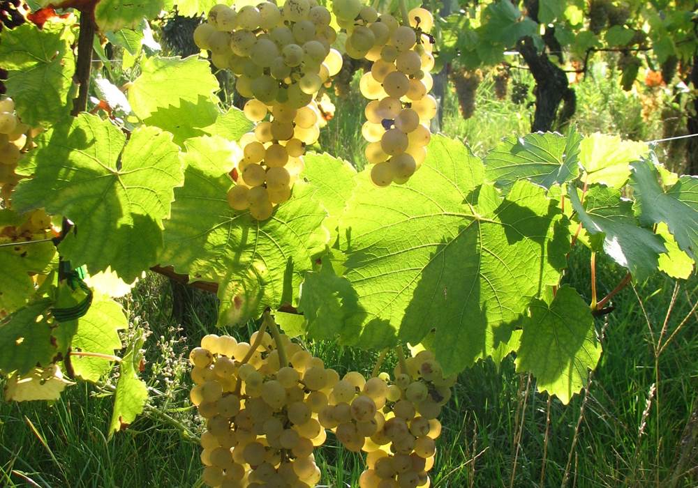 Raisin Pinot blanc Auxerrois