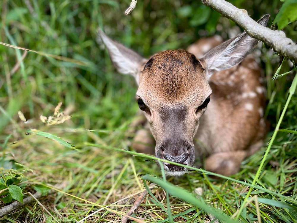 Faons - Les cerfs de la Fardelliere
