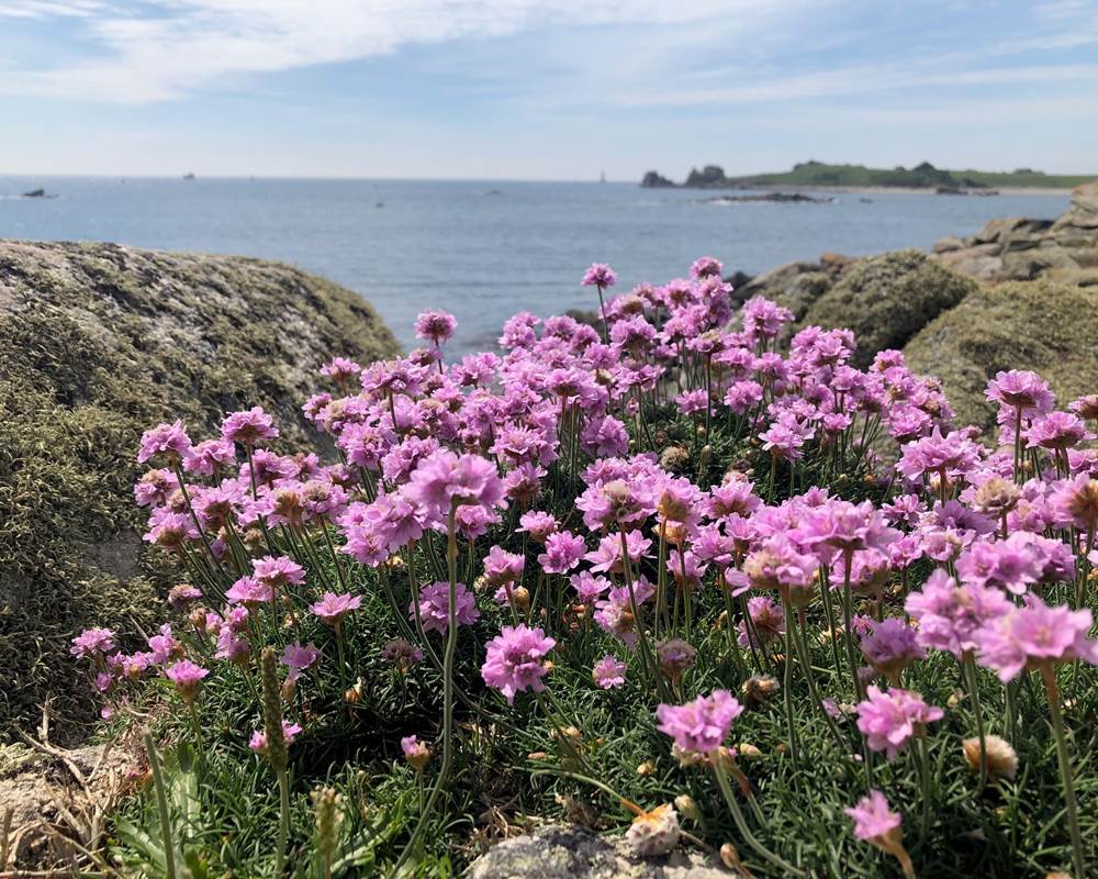 Location-Finistère Nord-Pays d'Iroise. Armérias-GR34, proche "Terre d'Iroise"