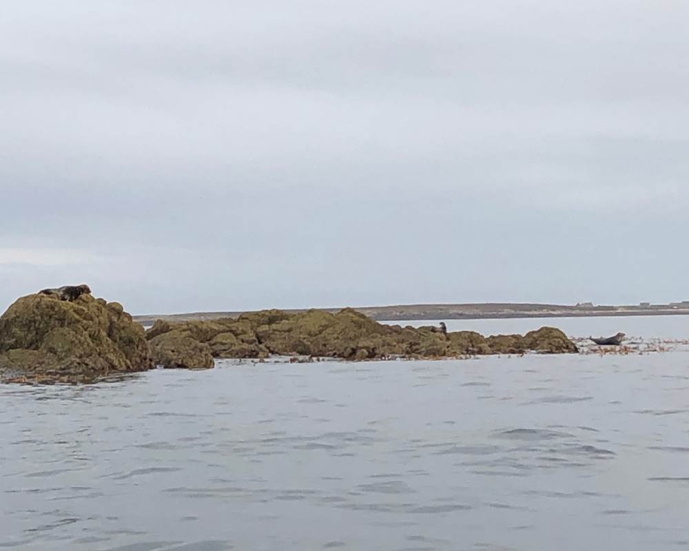 Sortie en mer-Phoques-Séjour-Terre d'Iroise
