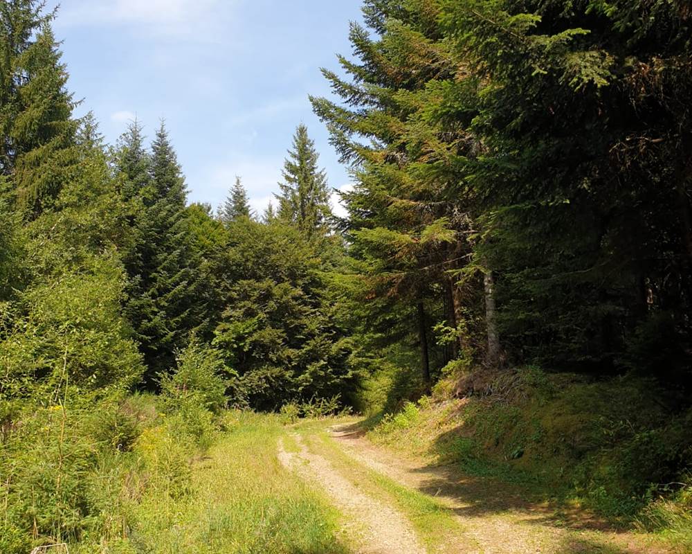 CHEMIN DE RANDONNEE