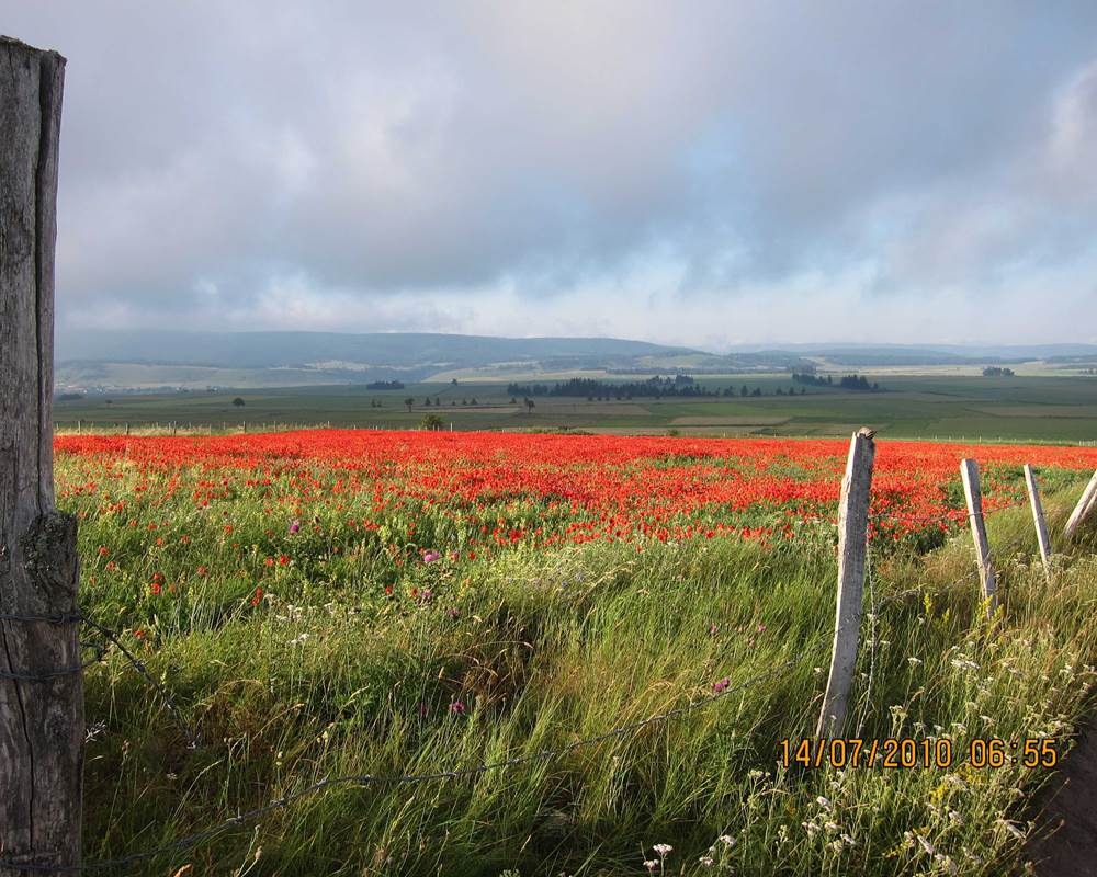 coquelicot