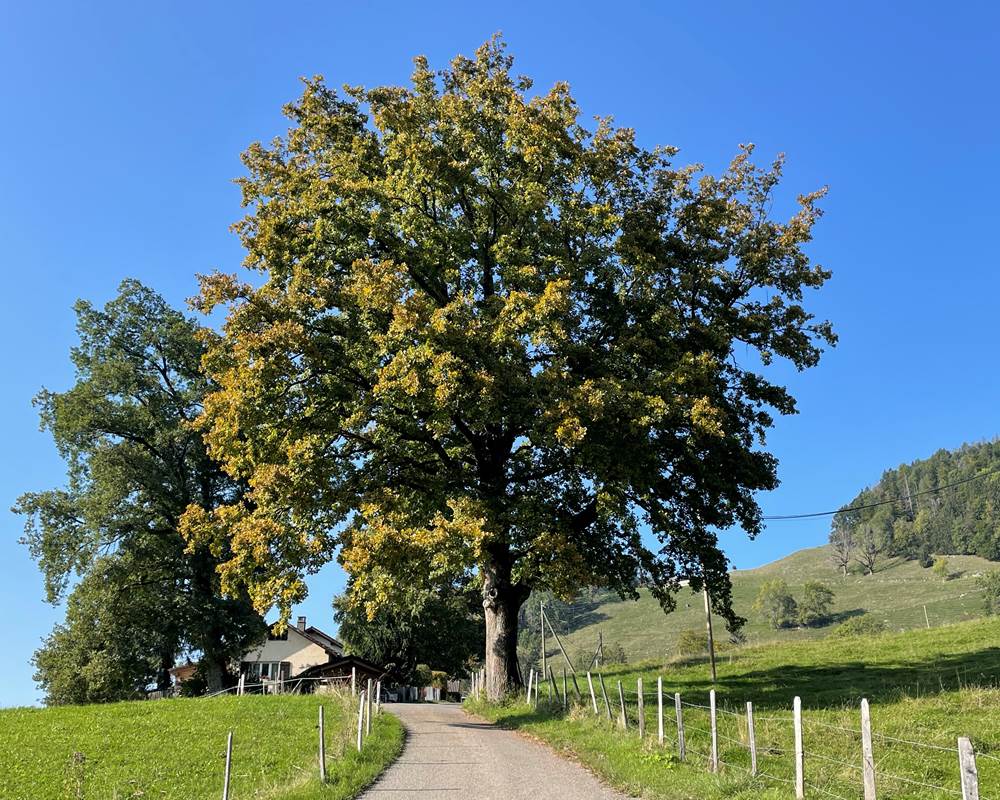 Chêne debut d'automne