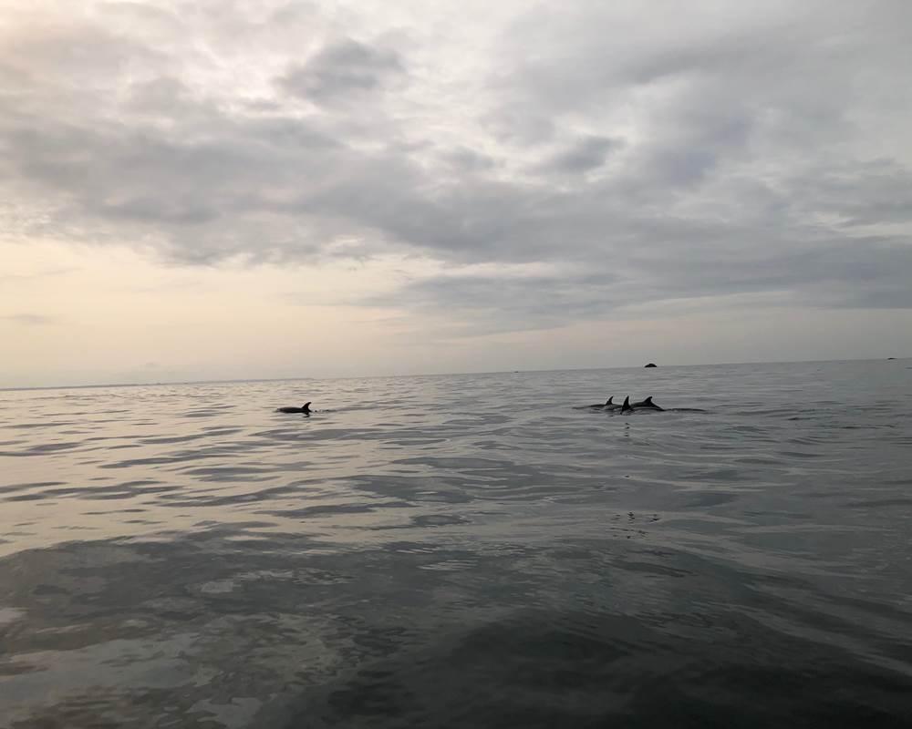 Pied à terre-Finistère Nord-dauphins-mer d'Iroise-Archipel Excursions-Terre d'Iroise