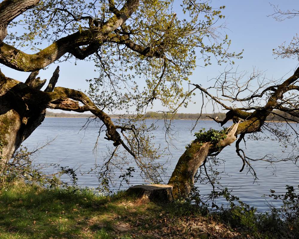 Paysage de Brenne