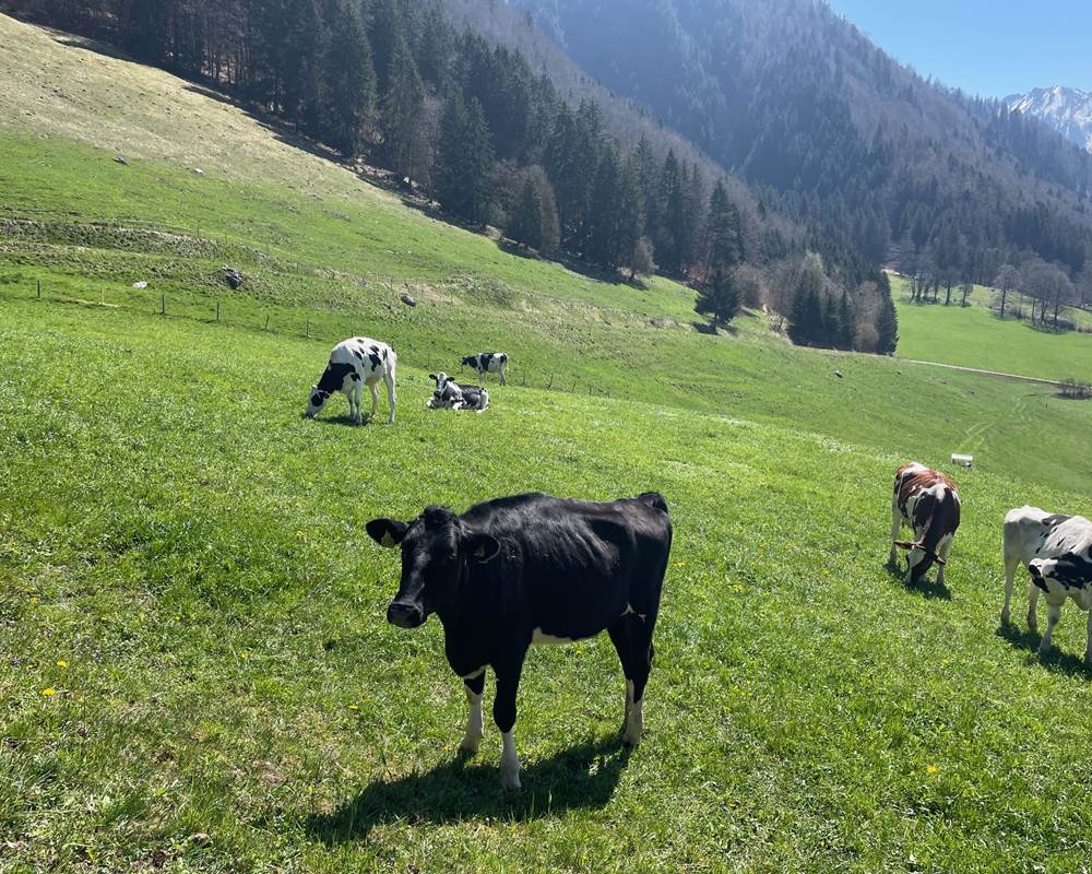 Vaches de la Gruyère aux alentours
