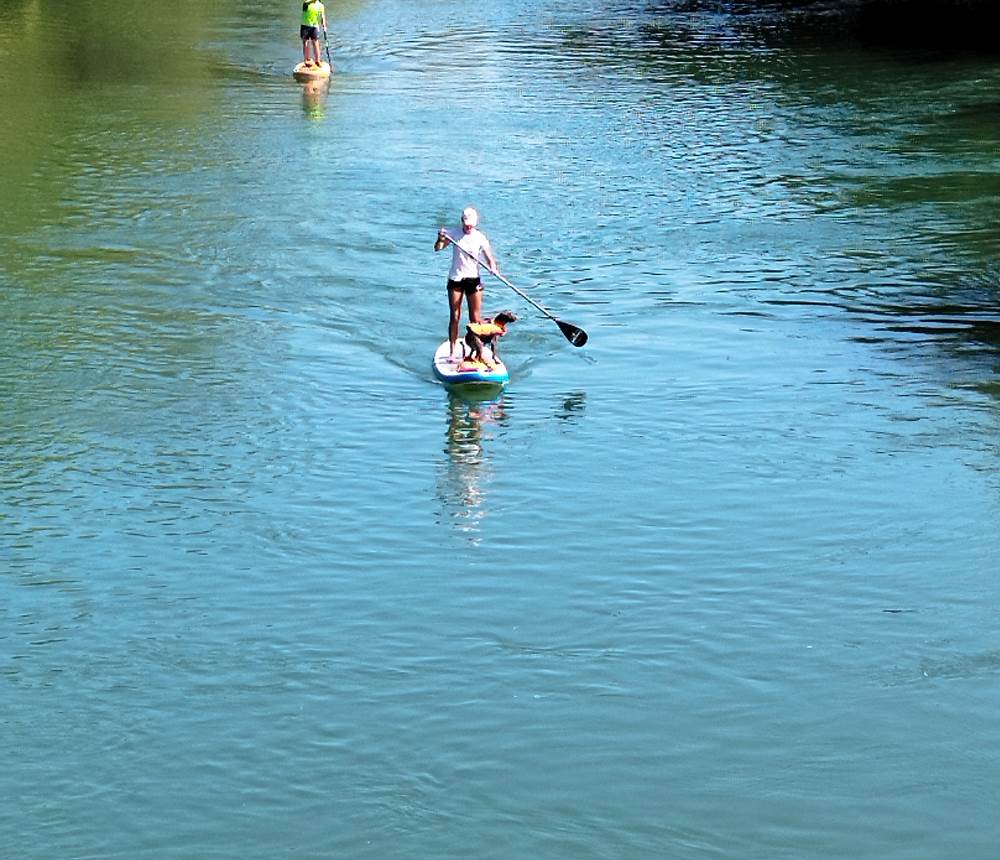 Faire du SUP avec son chien.