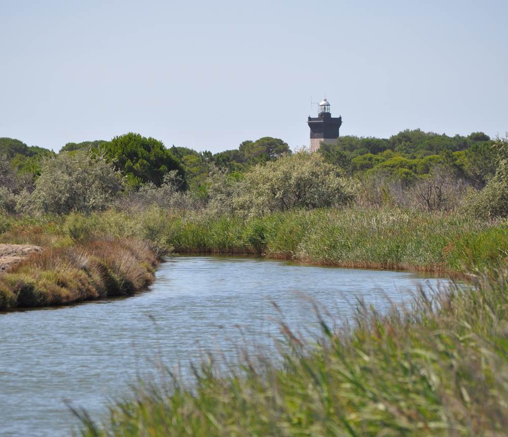 Le phare de l'Espiguette
