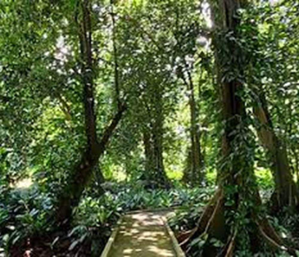 JARDIN B