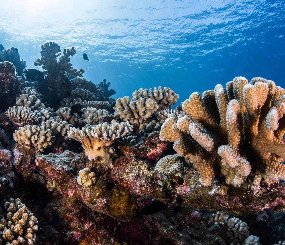 corail2