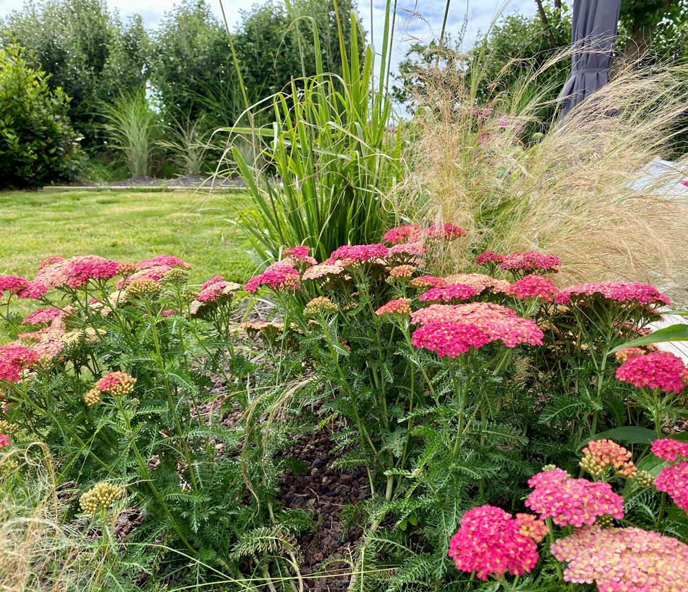 Au jardin