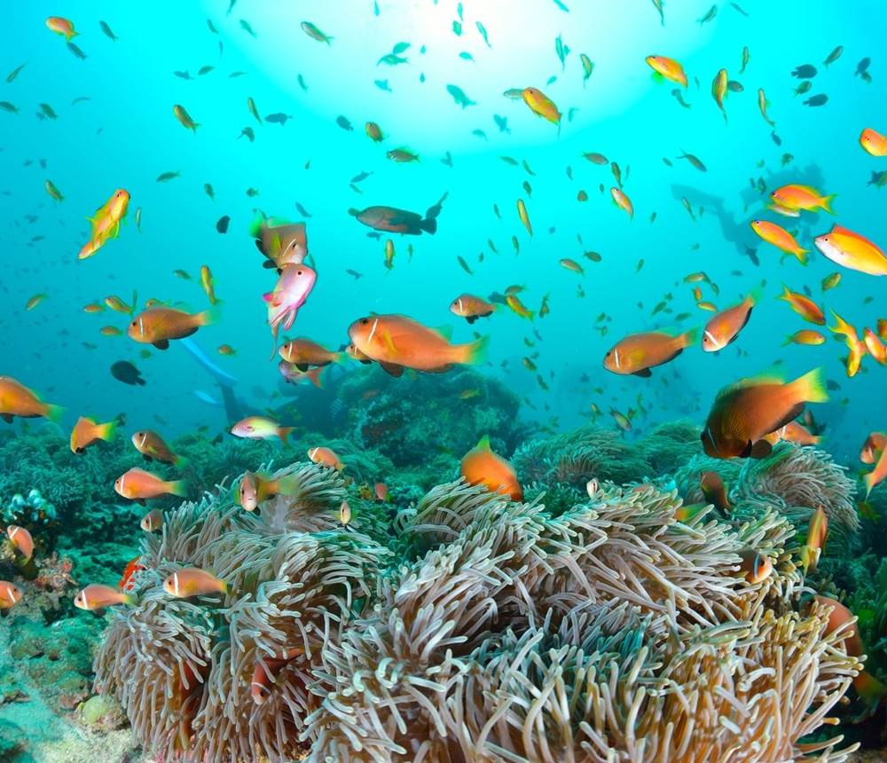 jardin-de-corail-bora-bora