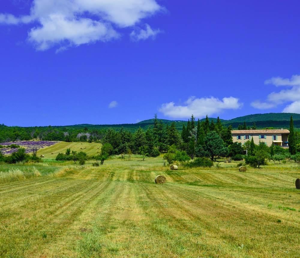 La Bastide du Claus 2020 et le champ de lavande