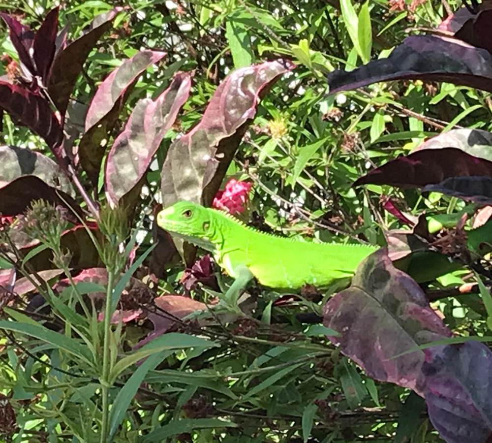 Iguane House villas & Micro Spa l'iguane notre locataire mascotte