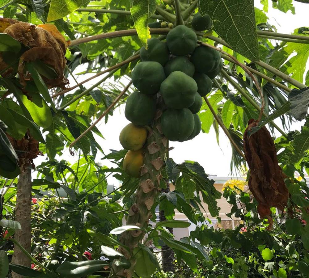 Iguane House villas & Micro Spa papayer du verger