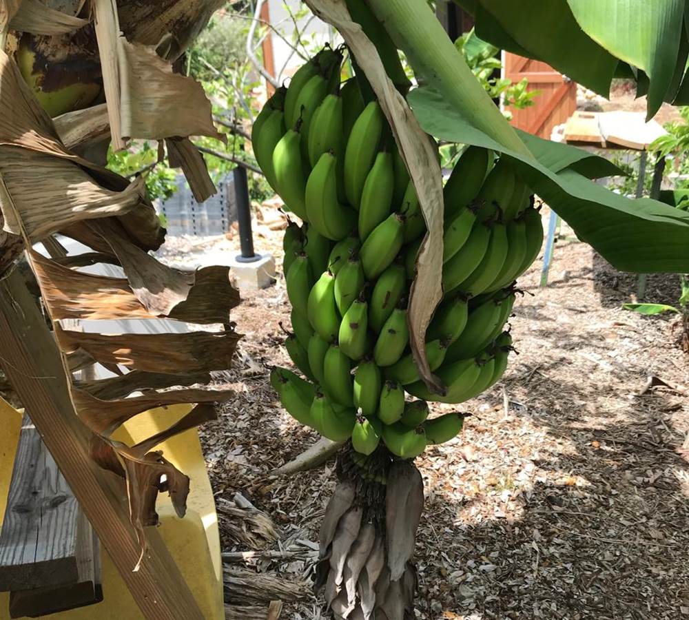 Iguane House villas & Micro Spa bananier du verger