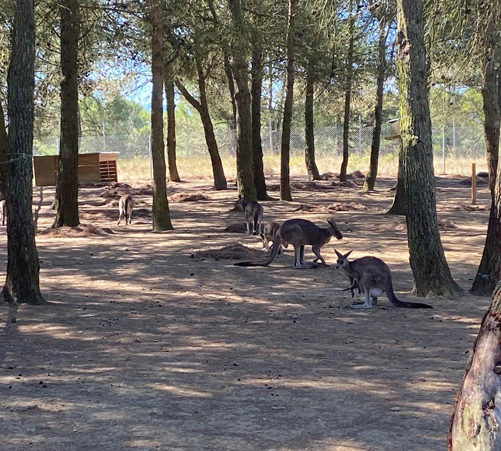 parc-australien-kangourous