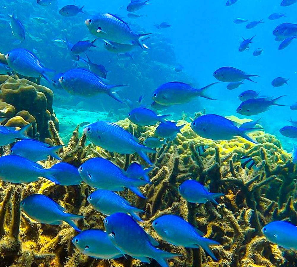 Trésor sous-marine de Nosy Be